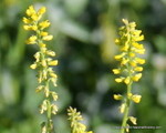 Yellow Sweet Clover